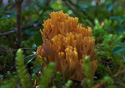 Clavaria flava